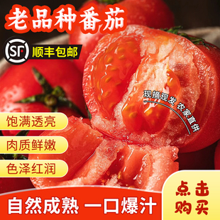 老品种番茄草莓大番茄水果沙瓤西红柿攀枝花产地直发 包邮 顺丰