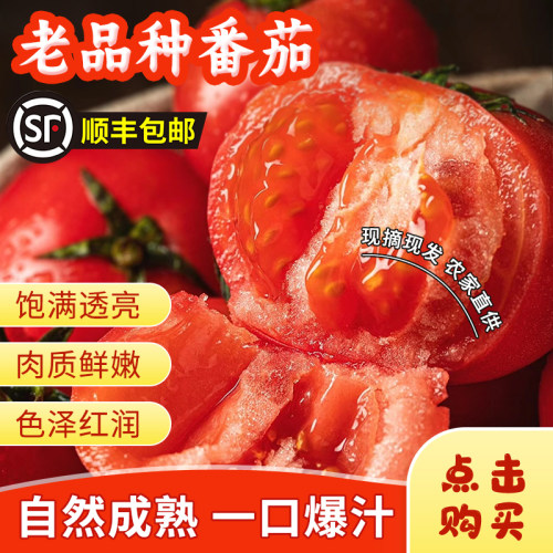 『顺丰包邮』老品种番茄草莓大番茄水果沙瓤西红柿攀枝花产地直发