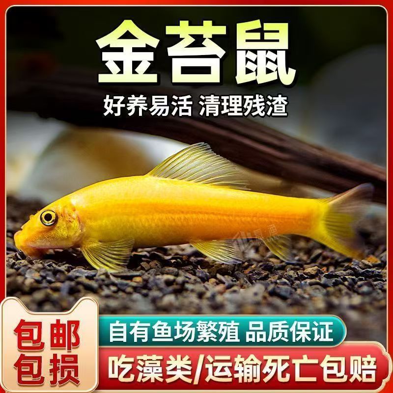 金苔鼠鱼吃鱼缸青苔垃圾除藻工具鱼