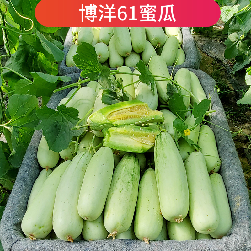 山东聊城羊角蜜61甜瓜新鲜博洋61蜜瓜应季水果现摘现发5斤包邮-封面