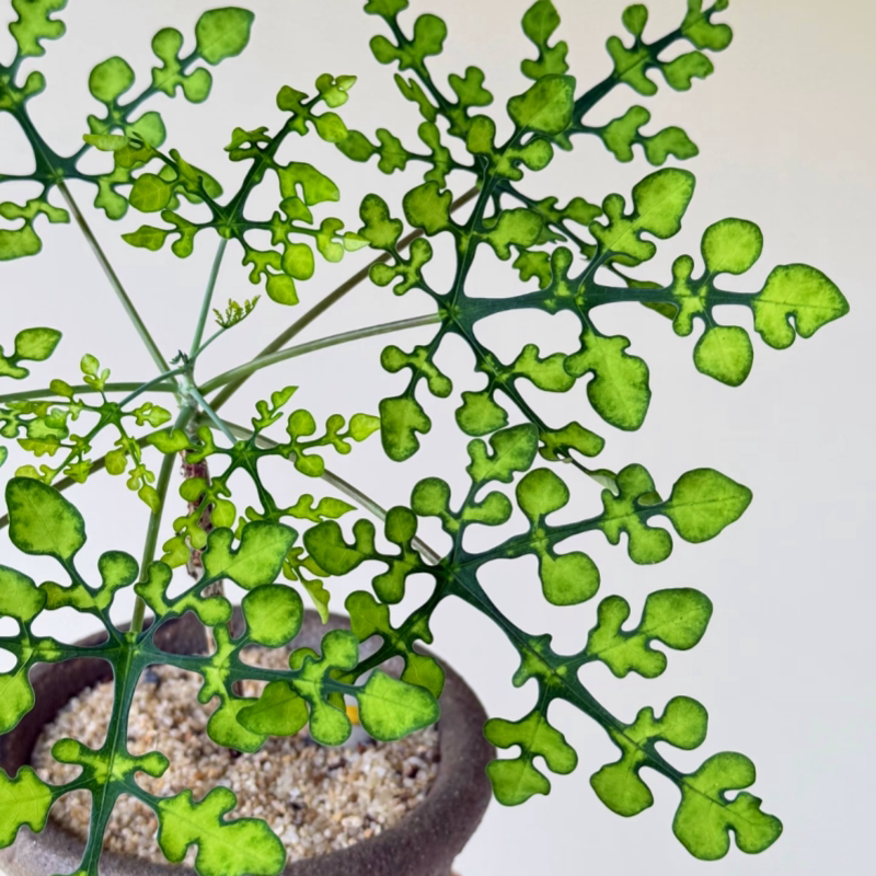 【梦幻绿雪花西番莲】块根植物夏型种稀有高端花卉小众盆栽个性潮