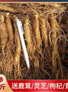 长白山新鲜人参鲜山参现挖东北鲜人参林下鲜参35支500克煲汤泡酒