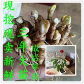 现挖长白山3年山参大苗西洋参苗人参苗盆栽苗当年开花结果包成活