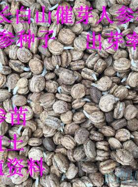 精选长白山催芽人参新鲜