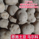 恩施马尔科小土豆25年老品种马铃薯黄心洋芋硬币到鹅蛋大已发芽