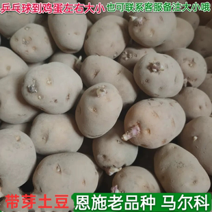 恩施马尔科小土豆老品种农家自留洋芋种大小任选带芽发货
