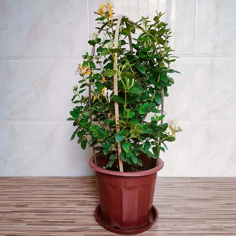 金银花阳台庭院四季开花