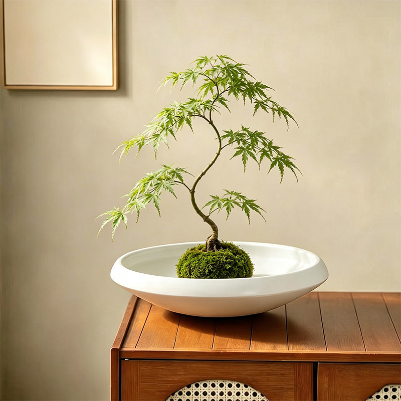 苔藓球流泉枫花盆陶瓷水培米竹水培器皿中式桌面佛手柑装饰摆件盆
