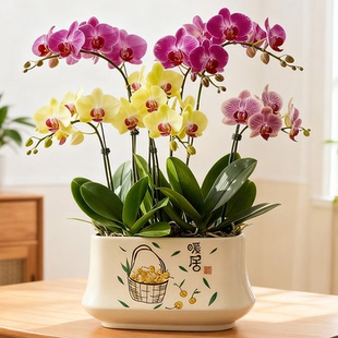 北欧花盆陶瓷长方形蝴蝶兰居家桌面多肉绿植盆栽大口径植物兰花盆