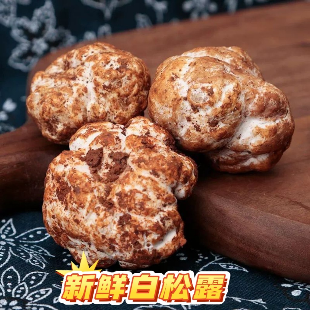 26年新鲜白松露四川高原菌块菌野生猪拱菌蘑菇菌子现挖现发当季货
