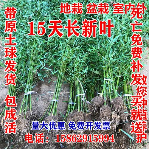 盆栽风水素材模板 盆栽风水图片下载 小麦优选