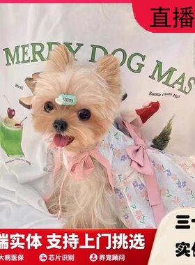 约克夏超小体玩赏犬幼犬活体