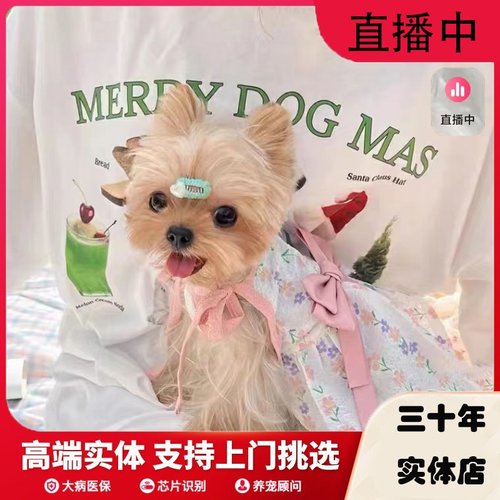 约克夏幼犬上海犬舍纯种赛级韩系活体宠物狗超小体赛级纯种约克夏 - 封面