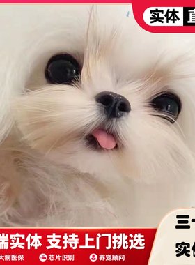 马尔济斯犬纯种血统韩版小体