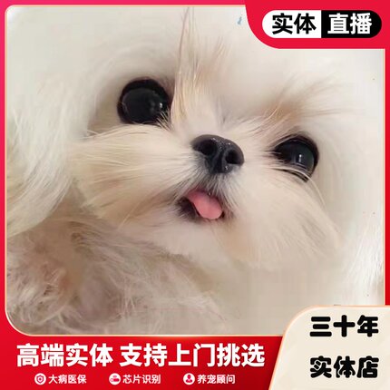马尔济斯犬纯种双血统韩版小体马尔济斯幼犬韩系茶杯马尔济斯小马