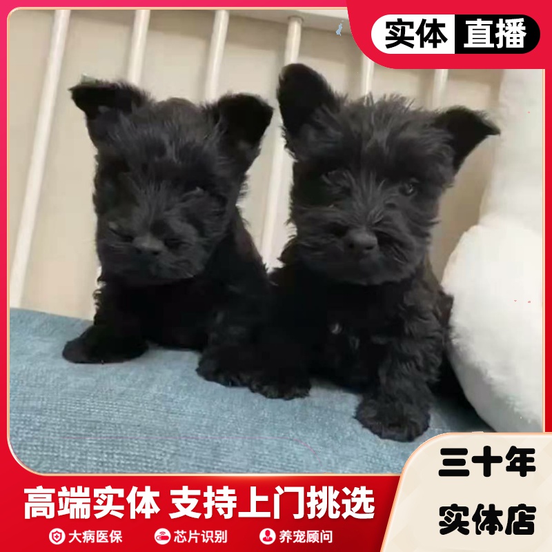 萨摩耶苏格兰活体长毛黑色中型犬