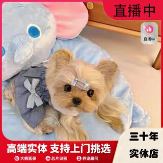 上海纯种茶杯犬活体宠物狗超小体级赛约克夏幼犬韩版纯种马尔济斯