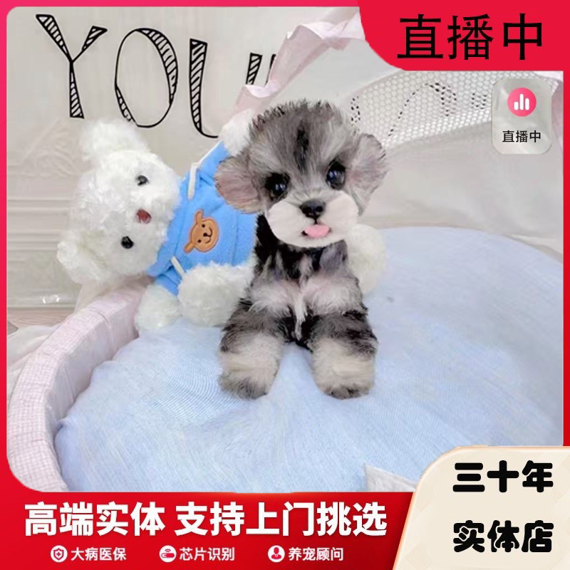 健康保障疫苗打齐高端实体店雪纳瑞幼犬活体宠物狗狗上门挑选