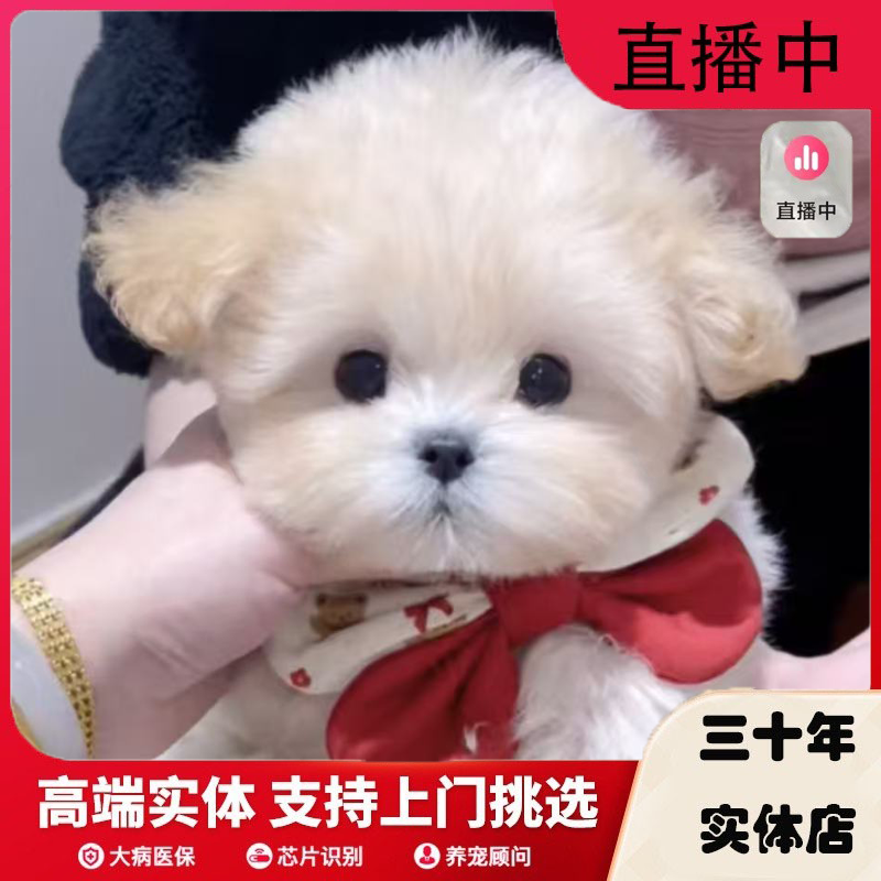 纯种马尔泰犬幼崽飞耳小型犬