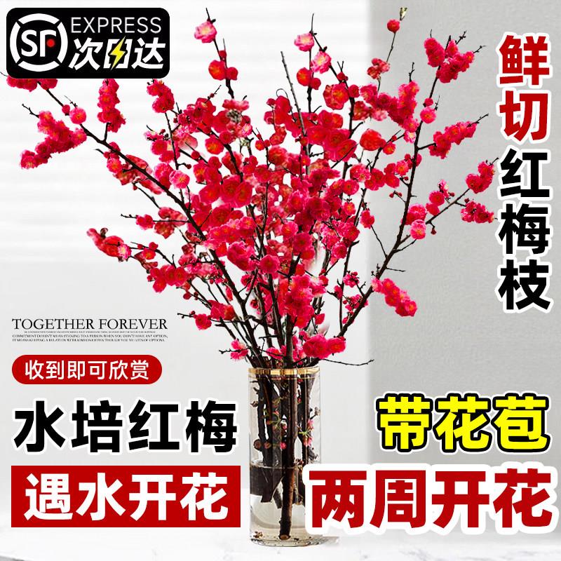 红梅干枝水培雪柳鲜枝带花苞鲜花卉植物室内水养桃花支腊梅花盆栽