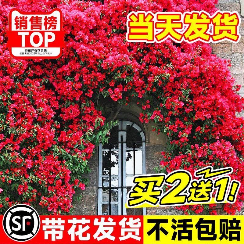 红木香特大花苗爬藤植物庭院阳台四季耐寒重瓣黄白木香树苗盆栽