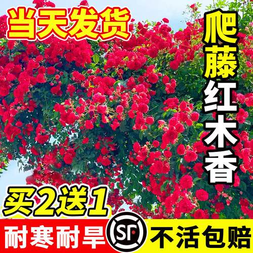 红木香花苗爬藤大苗植物四季开浓香型黄白木香苗阳台庭院耐寒花卉