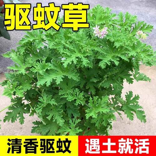 驱蚊草盆栽植物室外室内绿植祛蚊种籽子庭院香叶天竺葵开花防蚊虫