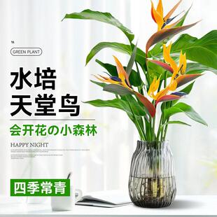 天堂鸟客厅旺宅绿植室内水培植物花卉桌面盆栽易养活鹤望兰办公室