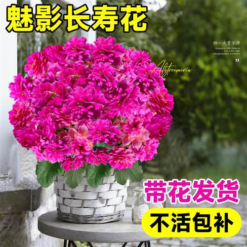 长寿花重瓣大花花苗盆栽名贵金狐狸带花苞室内花卉绿植物