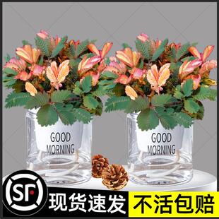 彩虹含羞草小盆栽幼儿园学校室内趣味花卉四季常青害羞草阳台植物