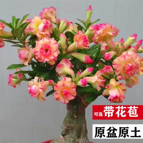 沙漠玫瑰开花盆栽重瓣带花苞老桩盆景室内阳台花卉绿植物多肉易活
