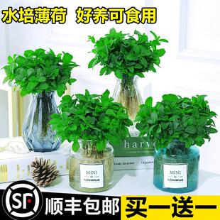 驱蚊水培植物薄荷盆栽可食用好养柠檬猫薄荷叶花卉室内绿植迷迭香