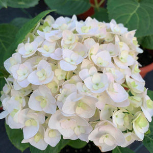 无尽夏新娘绣球花价格 无尽夏新娘绣球花图片 星期三 无尽夏新娘绣球花价格 无尽夏新娘绣球花图片 星期三