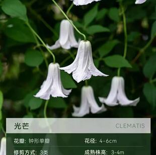 铃铛铁线莲光芒花园攀爬植物花苗三类藤本开花