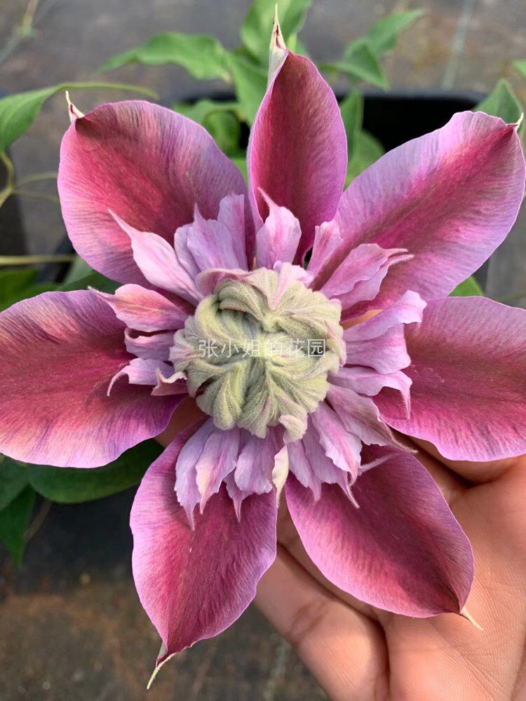 约瑟芬铁线莲 粉色重瓣大花 庭院藤本多季节开花盆栽小苗