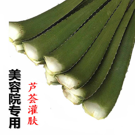 芦荟灌肤美容店专用叶子芦荟美容新鲜叶子库拉索食用芦荟叶子叶片