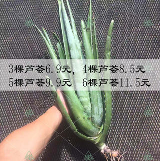 库拉索食用美容芦荟苗盆栽绿植阳台花卉芦荟多肉植物吸甲醛防辐射