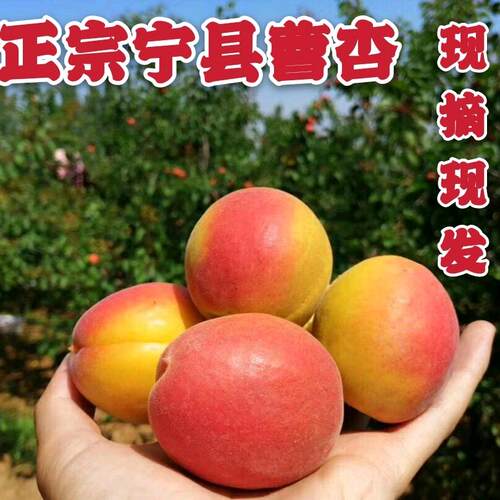 甘肃宁县曹杏现摘新鲜水果庆正宗早胜曹杏李广杏大黄杏子4斤包邮