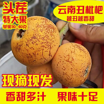 云南高山丑枇杷露天五星麻子琵琶