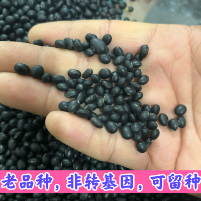云南深山野生老品种黑豆 非转基因 可留种