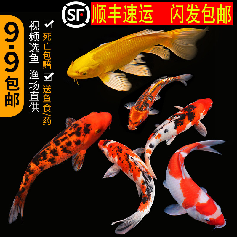 纯种锦鲤淡水观赏鱼冷水
