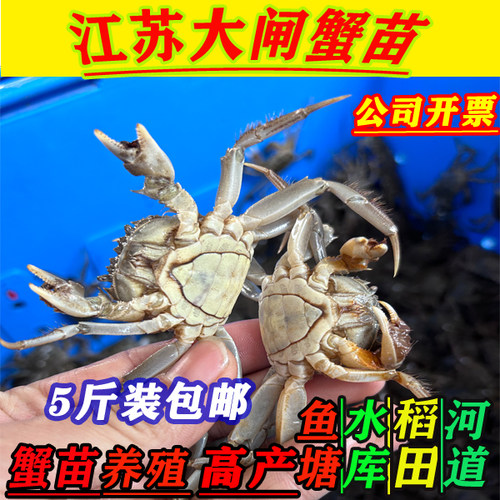 江苏大闸蟹苗 鲜活小蟹苗 河蟹苗毛蟹苗 养殖扣蟹苗淡水养殖活蟹
