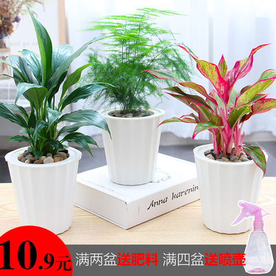 文竹盆栽白掌花卉绿植发财树办公室室内小盆景万年红如意皇后植物