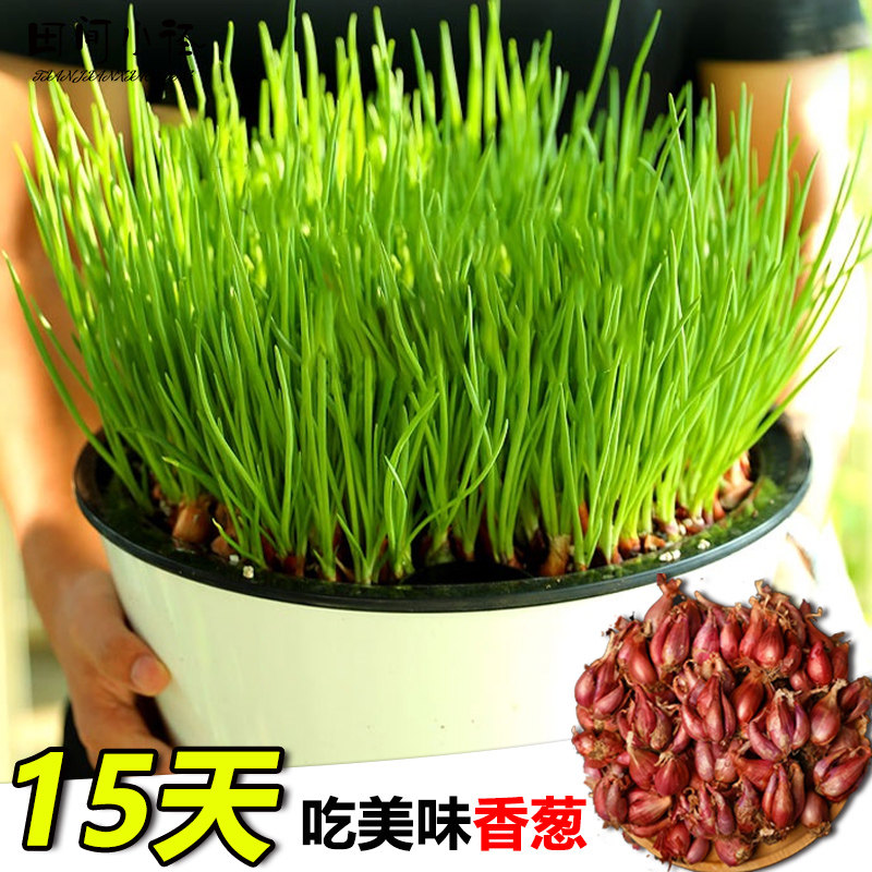 小香葱种子火葱香葱头可食用阳台盆栽四季种葱种红黄葱头蔬菜种籽