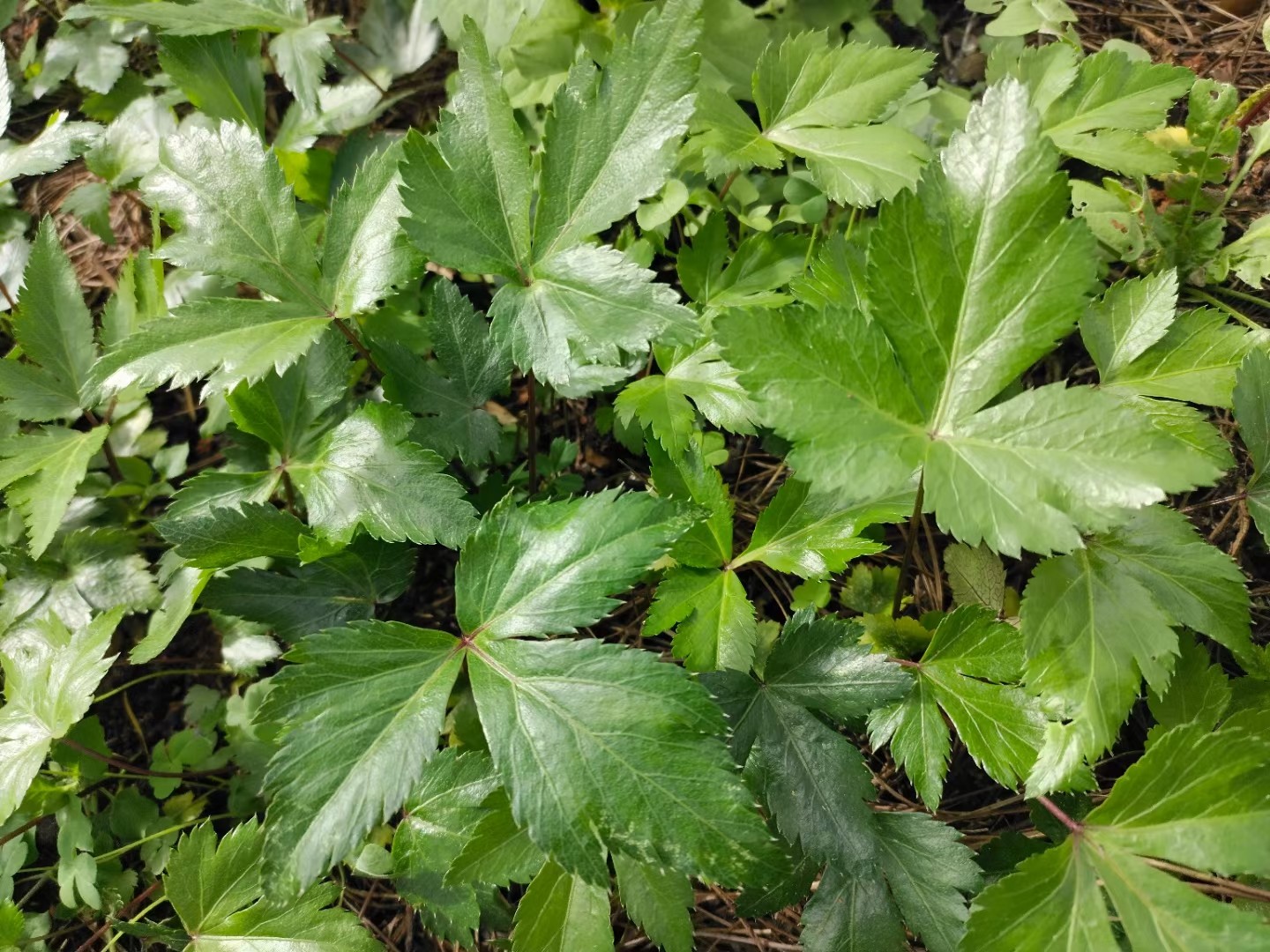 丽江当归苗 大叶当归小苗