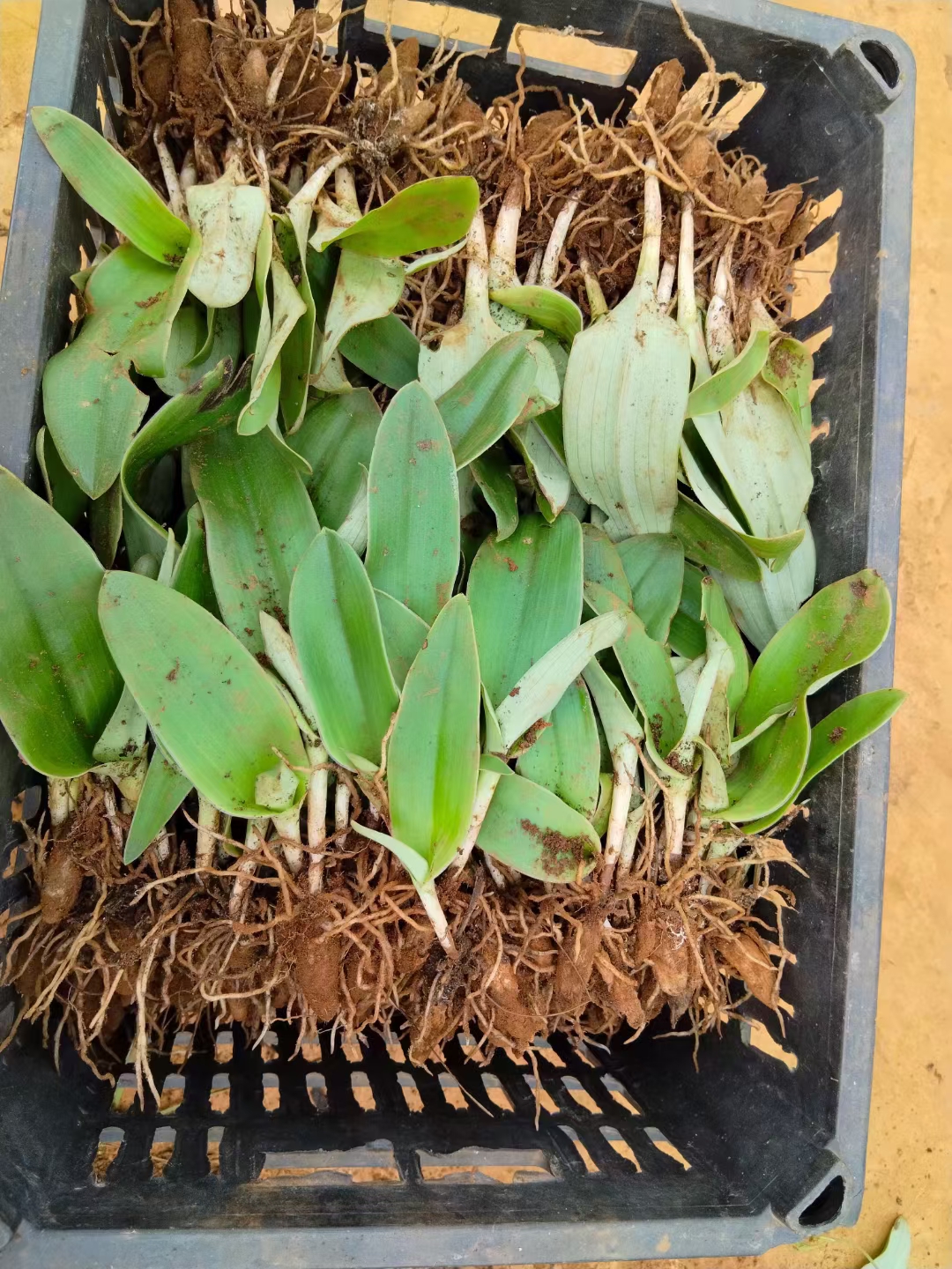 云南丽江双肾草 双肾参   新鲜双肾参种球现挖发货