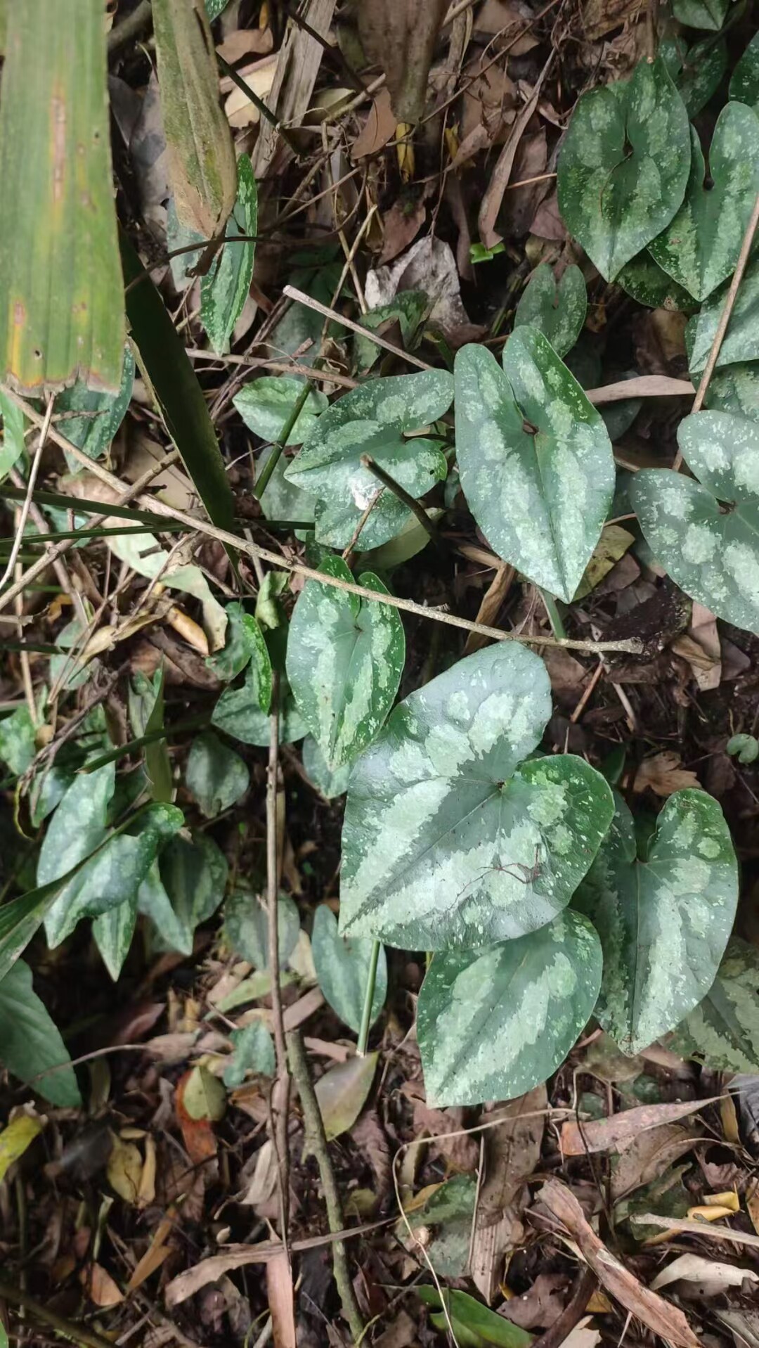 云南马蹄细辛    花叶细辛