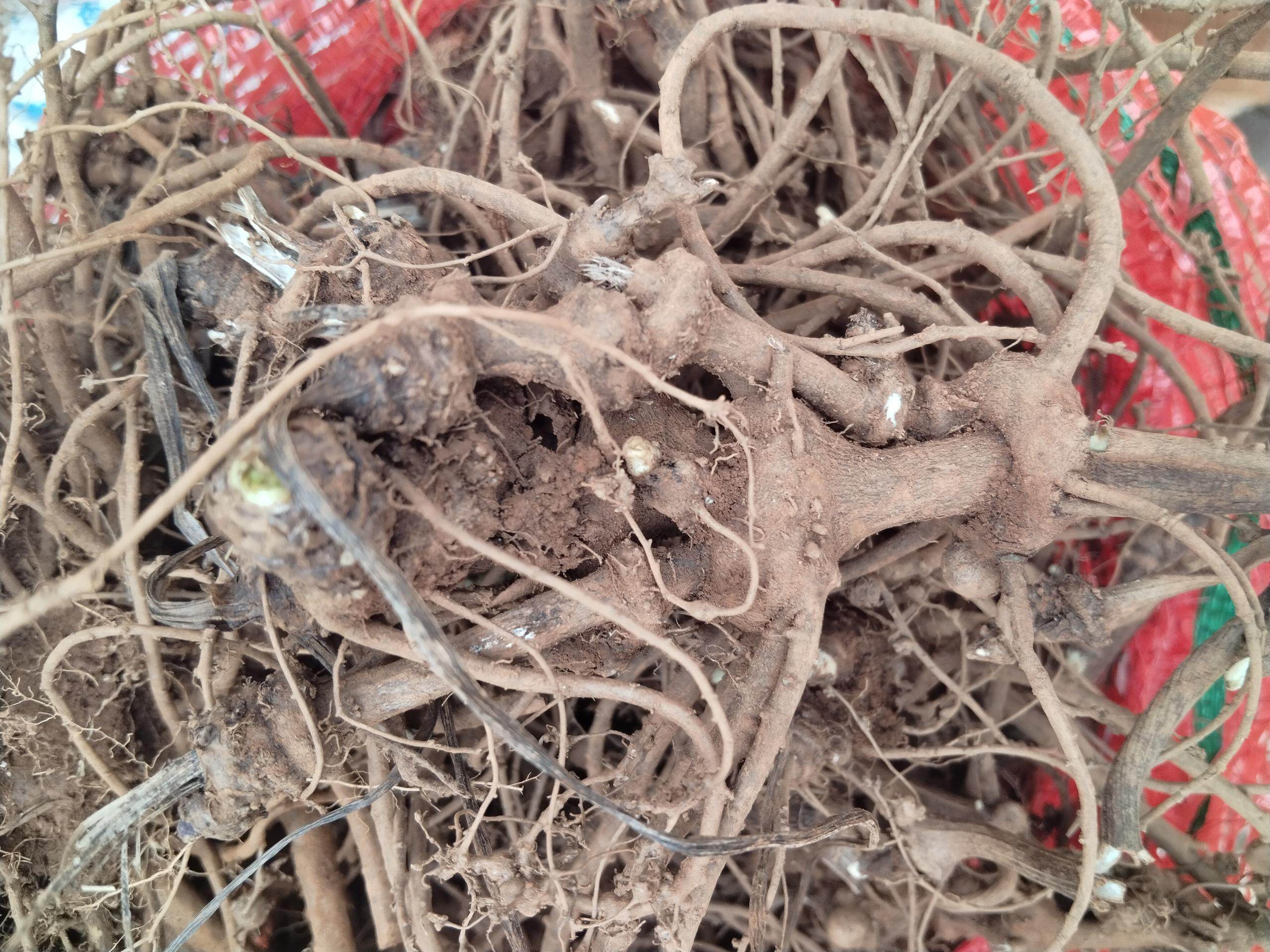 云南川芎根   新鲜川芎现挖发货