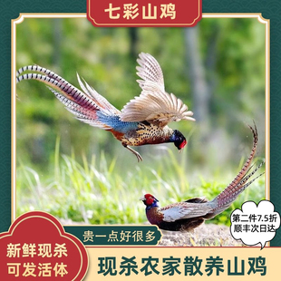 正宗七彩山鸡农家散养月子鸡生鸡肉可发活鸡走地鸡健康活鸡顺丰
