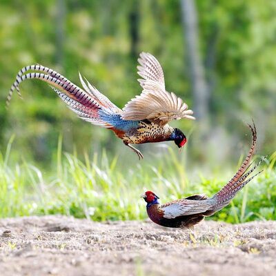 可发活体七彩山鸡新鲜现杀活鸡